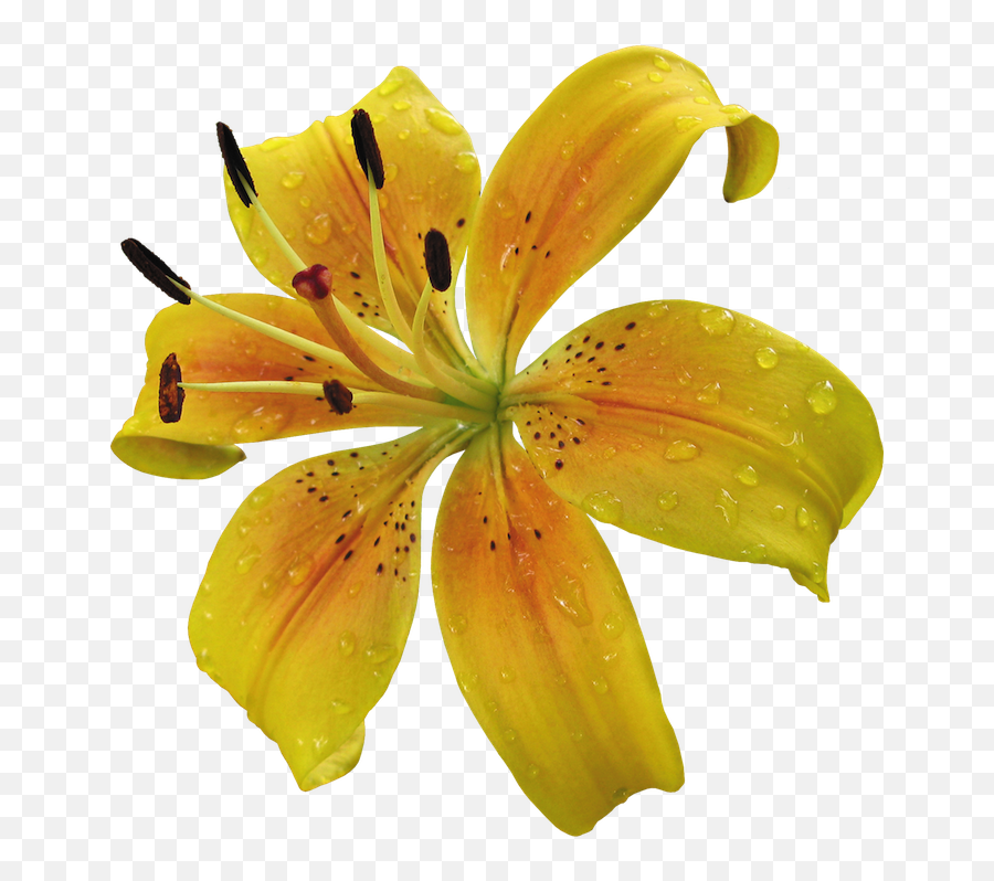Download Hd Yellow Lily Flower Png - Tiger Lily,Lily Flower Png