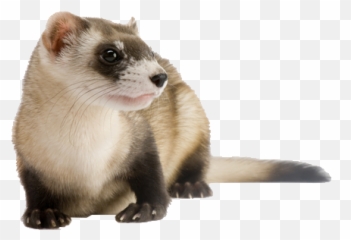 Download Free Png Ferret File - Transparent Background Ferret Png,Ferret Png