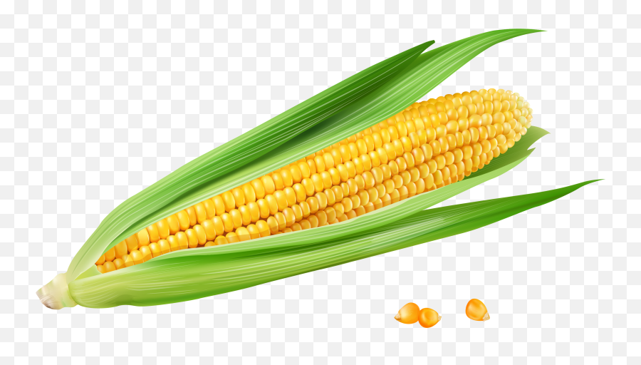 Corn - Corn On The Cob Png,Corn Cob Png