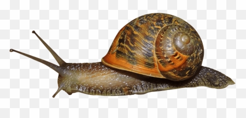 Snail Transparent Png Image Free1 U2013 Getintopik In 2020 - Transparent Png Snail,Slug Png