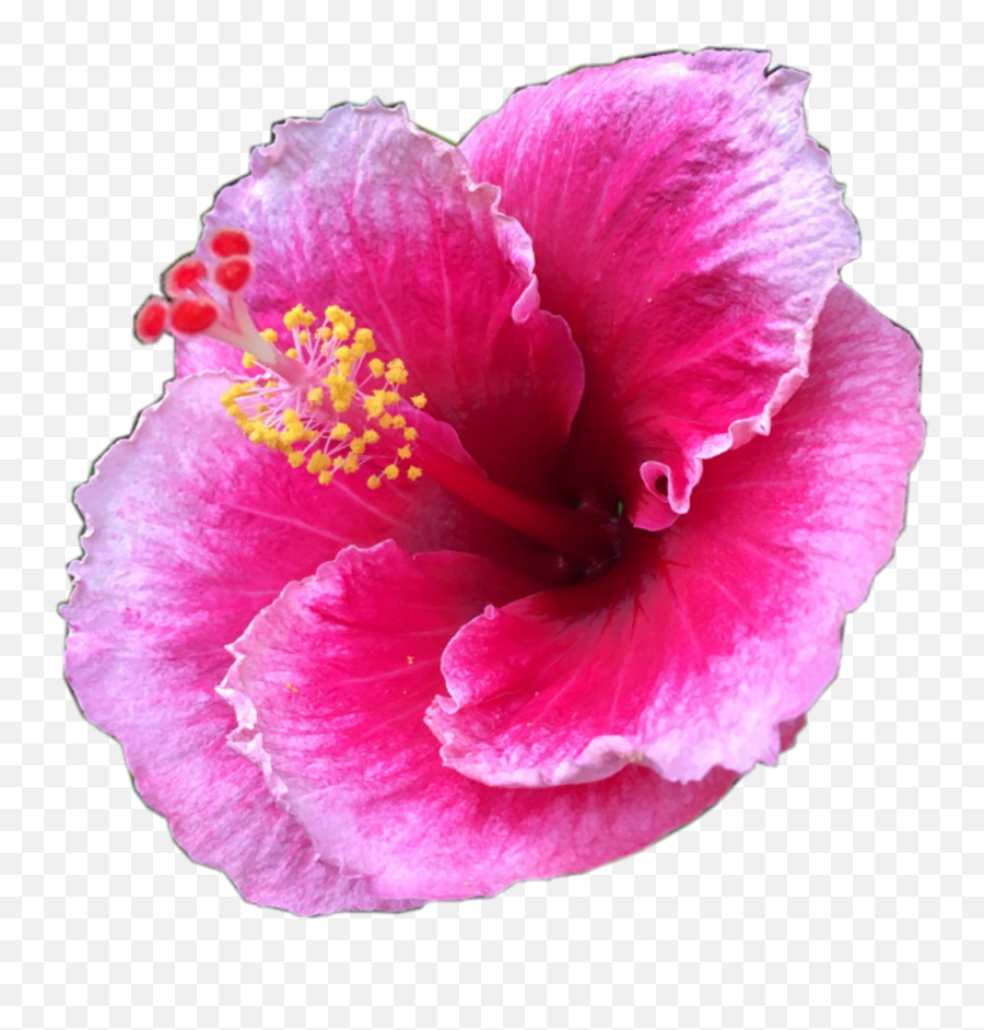 Pretty Pink Tropical Flower Tropicalflower Summer - Flower Png,Hibiscus Png