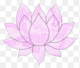 Lotus Flowers Are So Pretty - Sacred Lotus png