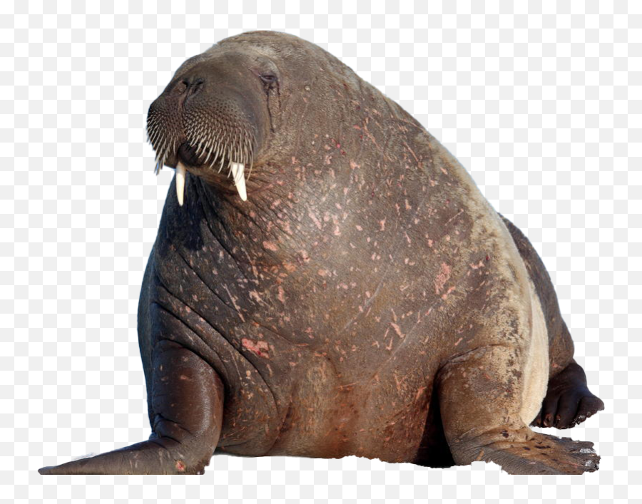 Walrus Download Free Png - Transparent Walrus Png,Walrus Png