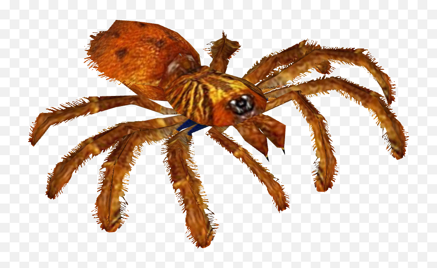 Download Orange Baboon Tarantula - Greenbottle Blue Blue Tarantula Png,Tarantula Png