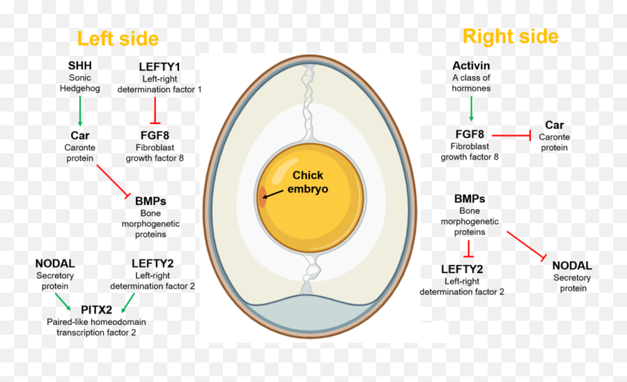 Signalling Pathways In Chick Embryo - Vertical Png,Embryo Png