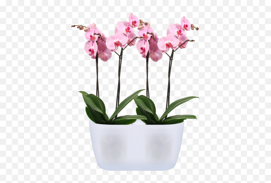 Duo - Indoor Flower Pot Transparent Png,Orchid Png
