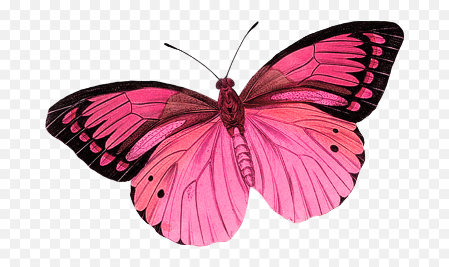 Monarch Butterfly Greta Oto Clip Art - Pink Butterfly Transparent Background Butterfly Png,Butterflies Transparent