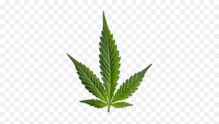 Tradecraft Origin Cannabis - Pot Leaf Painting Png,Hemp Leaf Png