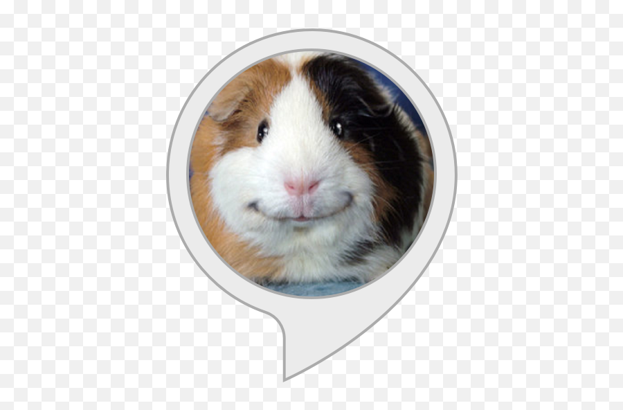 Alexa Skills - Cochon D Inde Drole Png,Guinea Pig Png