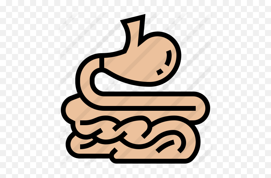 Small Intestine - Small Intesin And Stomach Icon Png,Intestine Icon