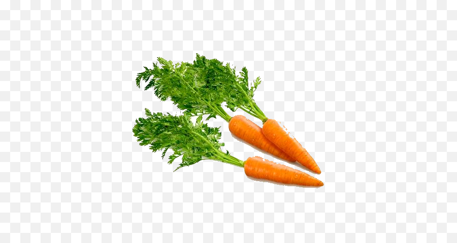 Free Carrot Transparent Background - Carrot Png,Carrot Transparent Background