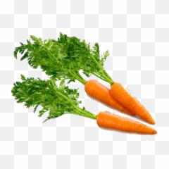 Free Carrot Transparent Background - Carrot Png,Carrot Transparent Background