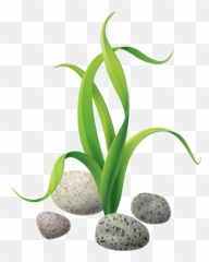 Drawings Tole Painting Marine - Clipart Png Algae,Algae Png