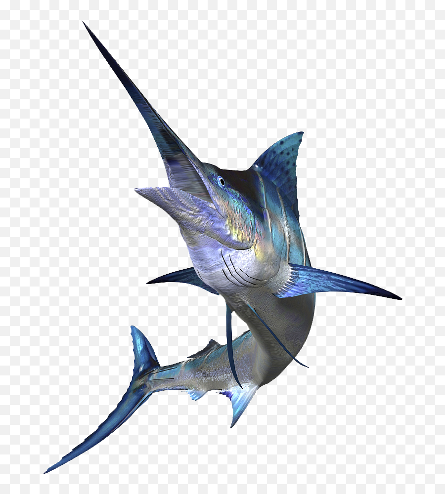 Png Sailfish Marlin Fishing Atlantic - Marlin Png,Marlin Png