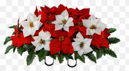 Red And White Poinsettia - Poinsettia Png,Poinsettia Png