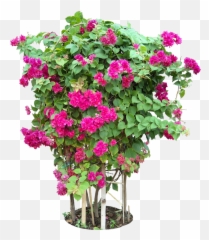 Bougainvillea Plants Png Format
