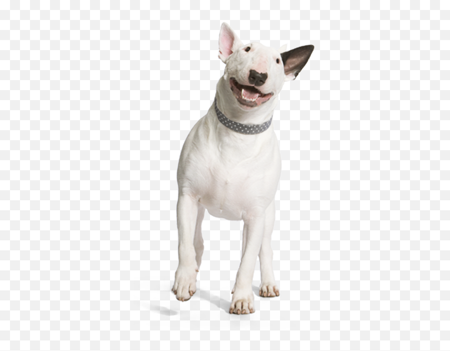 A Comfortable Recovery - Dog Smiling Png Transparent,Dog Png