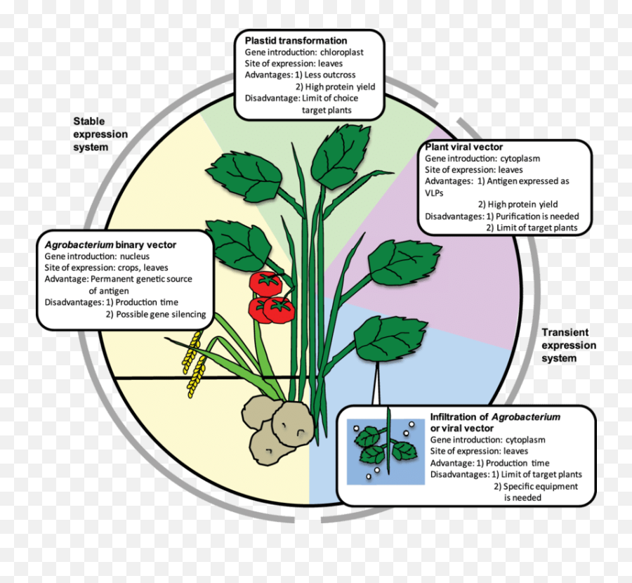 Plant Transgenic Technologies And Their Advantages - Clip Art Png,Plant Transparent