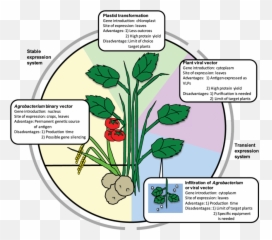 Plant Transgenic Technologies And Their Advantages - Clip Art Png,Plant Transparent