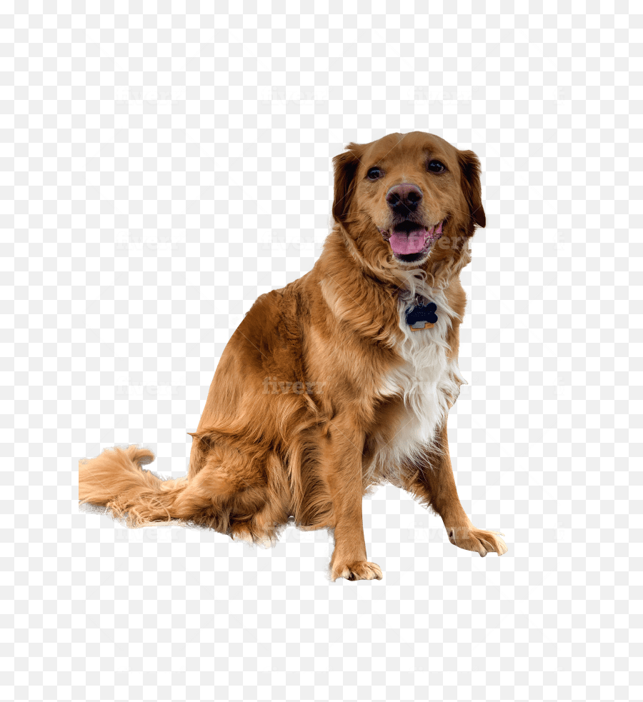 Remove Background From 16 Images - Golden Retriever Png,Golden Retriever Transparent Background