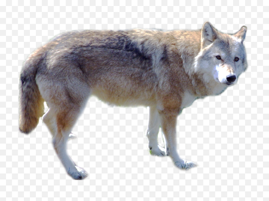 Wolf Transparent Png Image - Transparent Arctic Wolf Png,Wolf Transparent Png