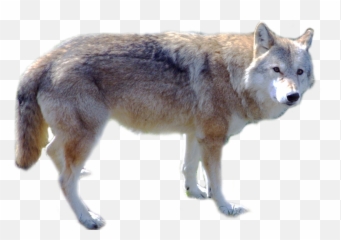 Wolf Transparent Png Image - Transparent Arctic Wolf Png,Wolf Transparent Png