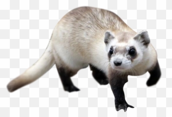 27 Ferret Png Images Are Free To Download - Siyah Ayakl Da Gelincii,Ferret Png