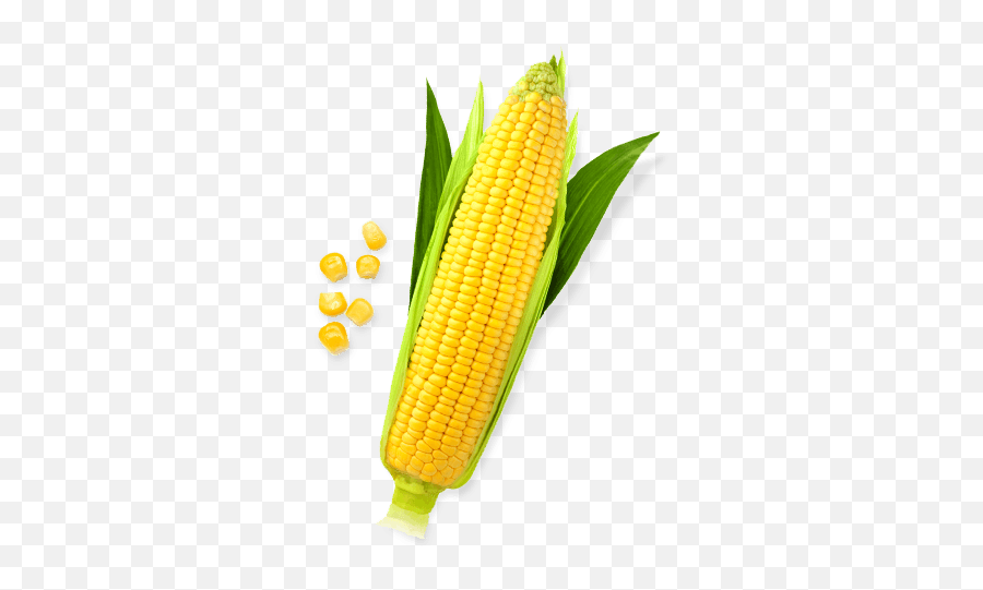 Sweet Corn Png File - Corn Png,Corn Cob Png