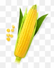 Sweet Corn Png File
