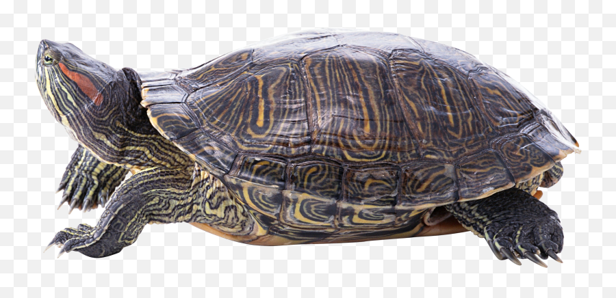 Turtle Png Images Free Download - Painted Turtle Transparent Background,Tortoise Png