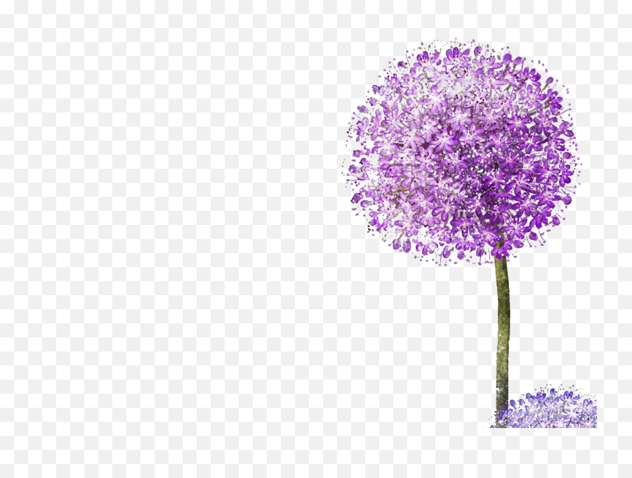 Transparent Purple - Spring Flowers Drawing Colour Png,Dandelion Transparent