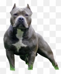 Pitbull Image Transparent Png Clipart - American Bully Staffordshire Terriers,Pitbull Png