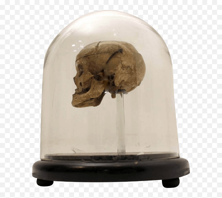 Download 18th Century Human Skull In A Victorian Glass Dome - Skull Century 18th Png,Human Skull Png