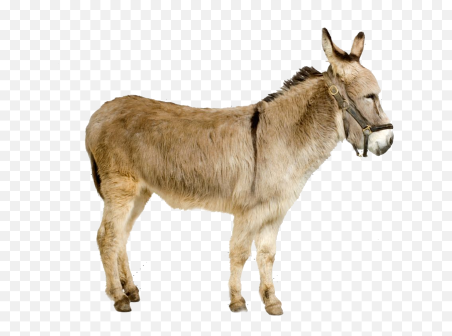 Donkey Psd Official Psds - Donkey Images With White Background Png,Donkey Transparent