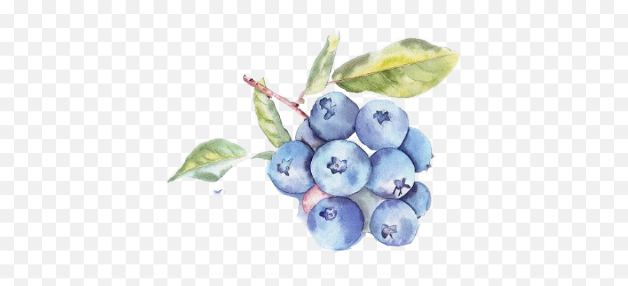 Report Abuse - Watercolor Blueberry Bush Illustration Full Illustration Fruits Watercolor Png,Blueberry Transparent Background