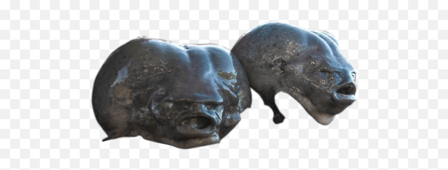 Devilu0027s Spawn Blobfish Heads - Imgur Bronze Sculpture Png,Blobfish Png