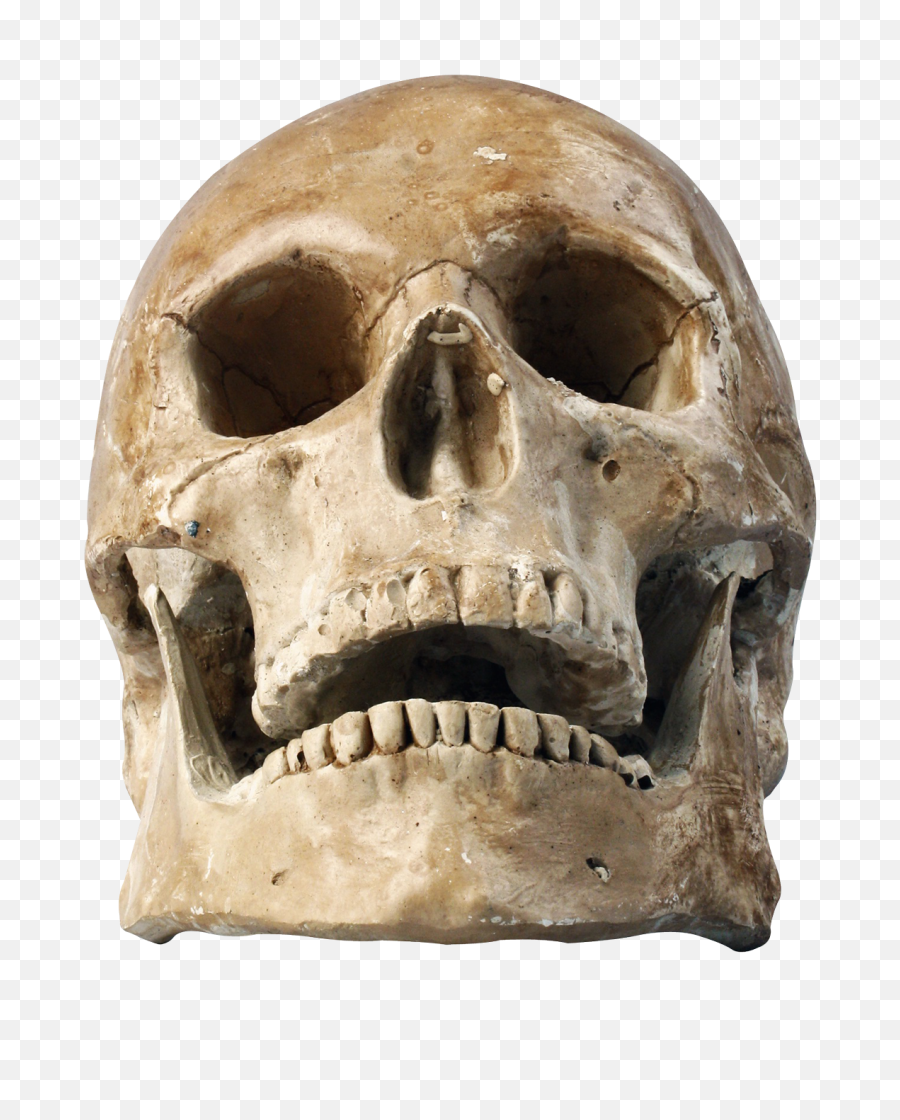 Download Hd Skull Png Laugh Skeleton - Human Skeleton Head Png,Skeleton Png Transparent