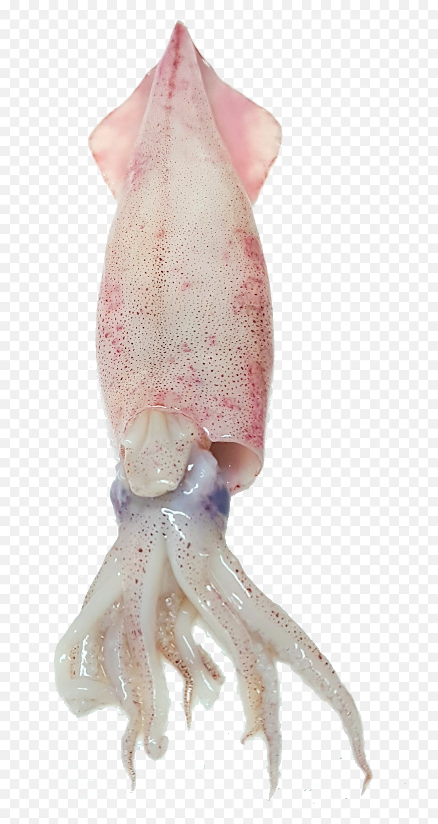 Squid Free Png Image - Octopus Fish,Squid Png