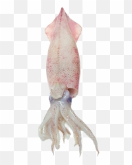 Squid Free Png Image - Octopus Fish,Squid Png