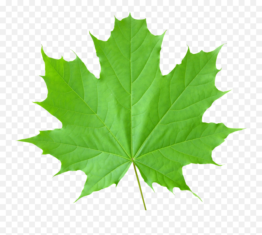 Green Leaves Transparent Background Png - Green Maple Leaf Png,Leaf Transparent Background