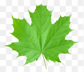 Green Leaves Transparent Background Png - Maple Leaf