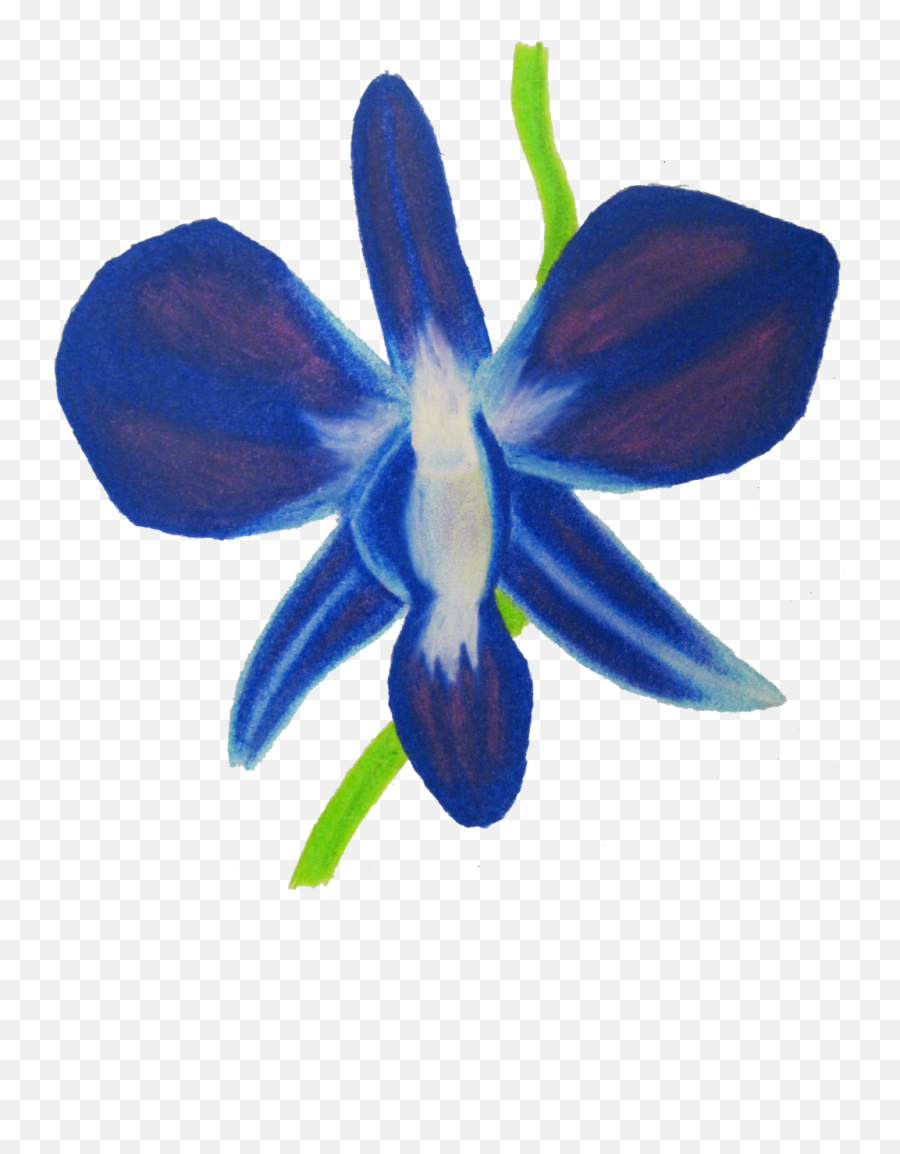 Orchid Clipart Blue - Blue Orchids Drawing Png,Orchid Png