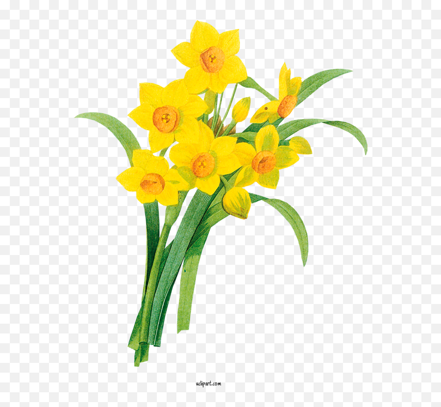 Flowers Line Art Drawing Wild Daffodil For Flower Clipart - Narcissus Botanical Illustration Png,Daffodil Png