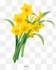 Flowers Line Art Drawing Wild Daffodil For Flower Clipart - Narcissus Botanical Illustration Png,Daffodil Png