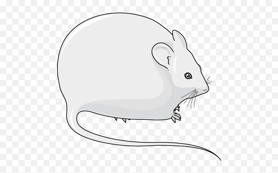 Obese Mouse - Servier Medical Art Obese Mice Illustration Png,Rodent Png