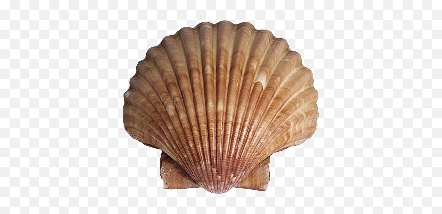 Animals That Have Shell Transparent Png - Scallop Shell Png,Clam Png