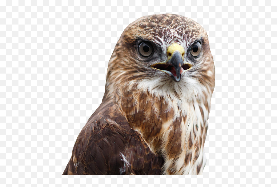 Buzzard Transparent Png Image Free Clipart Vectors Psd - Common Buzzard Transparent,Prey Png