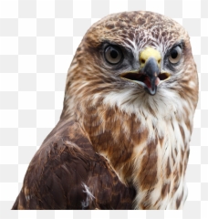 Buzzard Transparent Png Image Free Clipart Vectors Psd - Common Buzzard Transparent,Prey Png