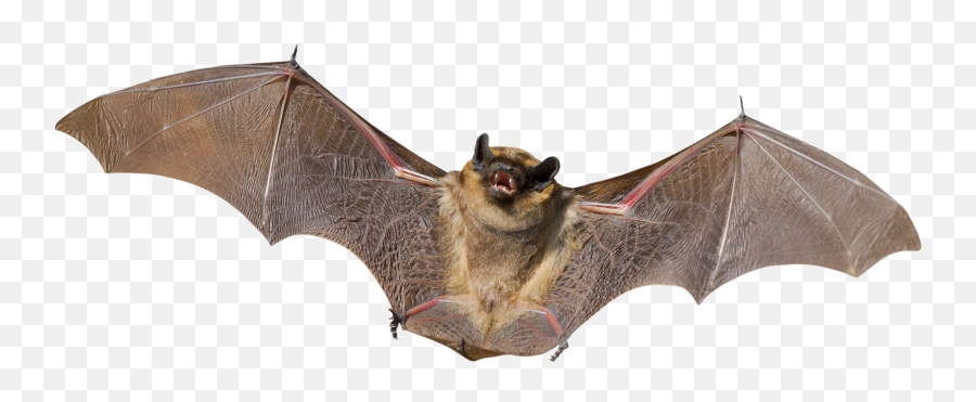 Download Bat Png Images Free - Bat Png,Bat Transparent