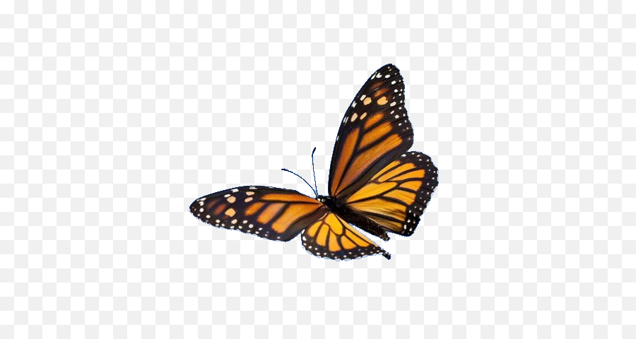 Transparent Butterfly - Monarch Butterfly Png,Butterfly Transparent
